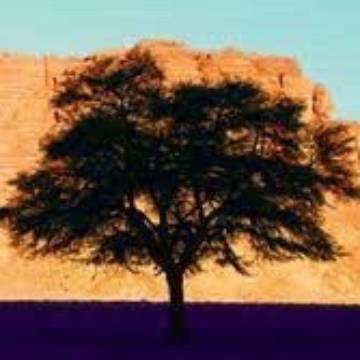 Israel landscape with tree