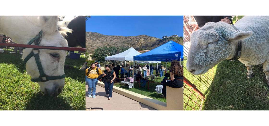 Animal at Caruso Law 2025