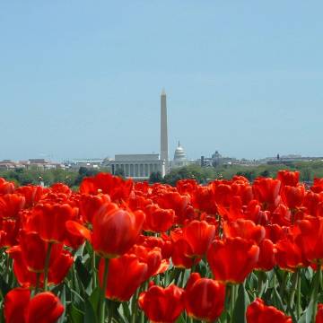 Photo of Washington DC with tulips